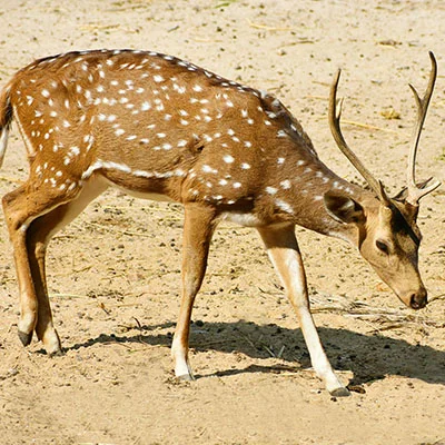 深度探索Clash X：从官网下载到高阶使用的完整指南