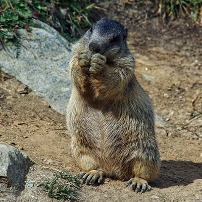 跨越数字边界的艺术：全面解析科学上网与网络自由访问